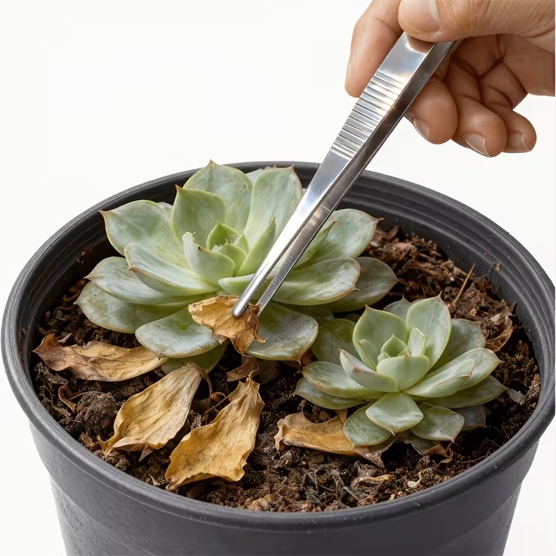 Planted Aquarium Care - 2pcs 20cm Stainless Steel Tweezers Set