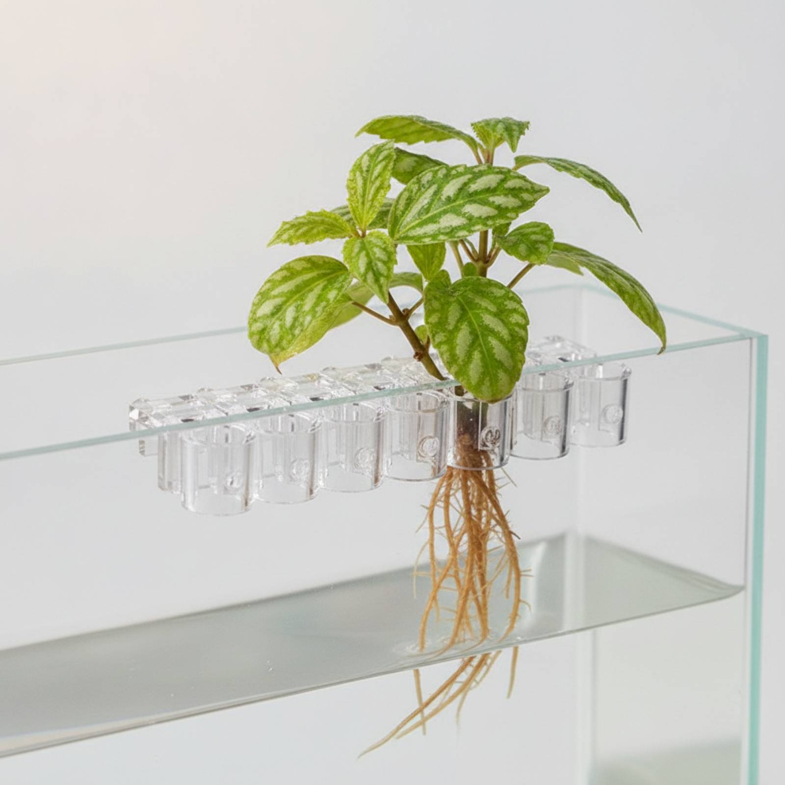 6 Pieces Aquarium Planter Clea - Aquarium Plant Original ulasan dan harga
