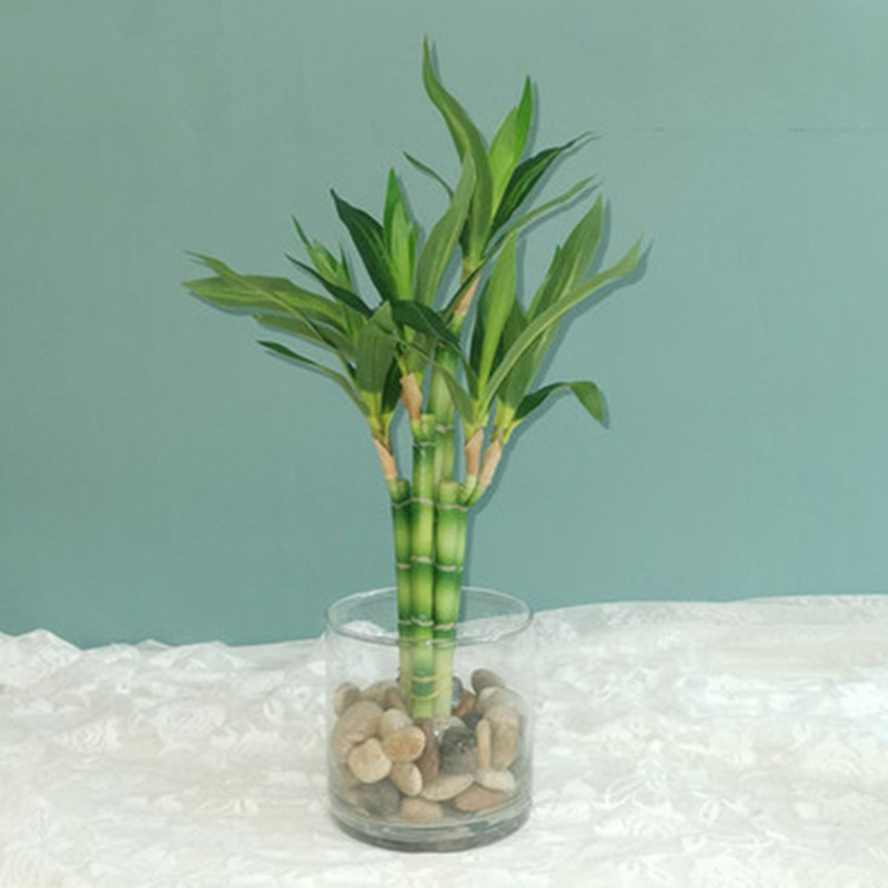 New 40cm rFtificial Lucky Bamb - Aquarium Plant Nursery ulasan dan harga