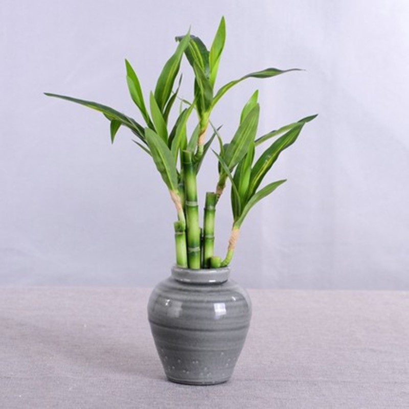 New 40cm rFtificial Lucky Bamb - Aquarium Plant Nursery ulasan dan harga