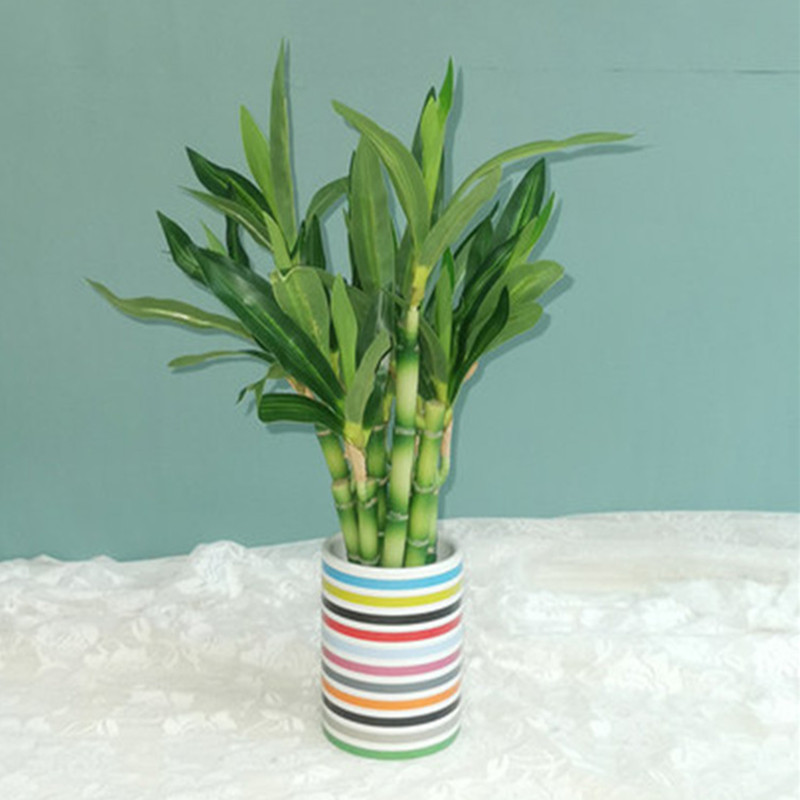 New 40cm rFtificial Lucky Bamb - Aquarium Plant Nursery ulasan dan harga